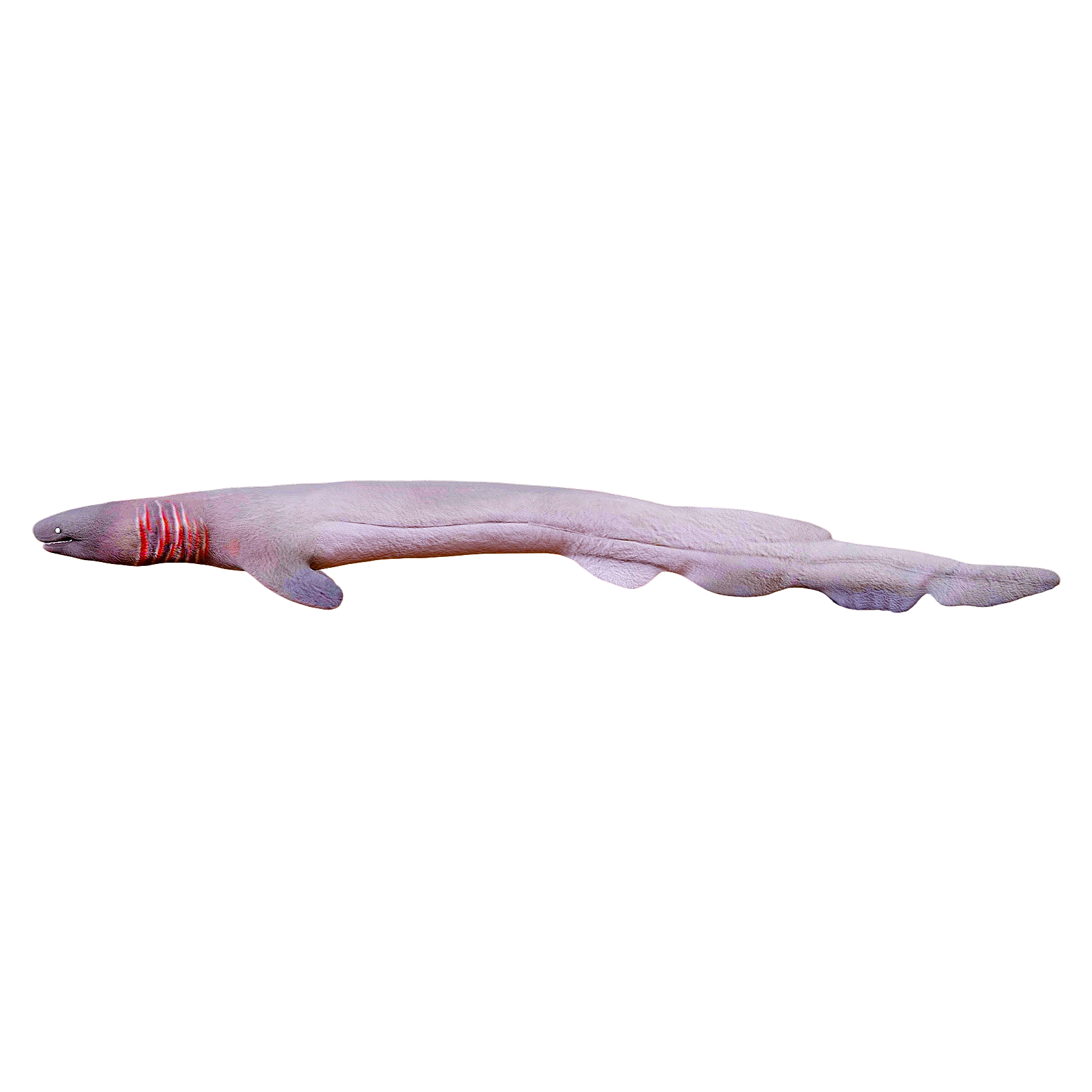 皱鳃鲨（3D动画模型）3D模型预览图，支持blend,fbx,glb,gltf,stl格式下载