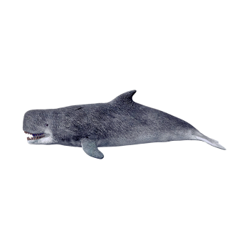 梅尔维尔鲸（3D动画模型）