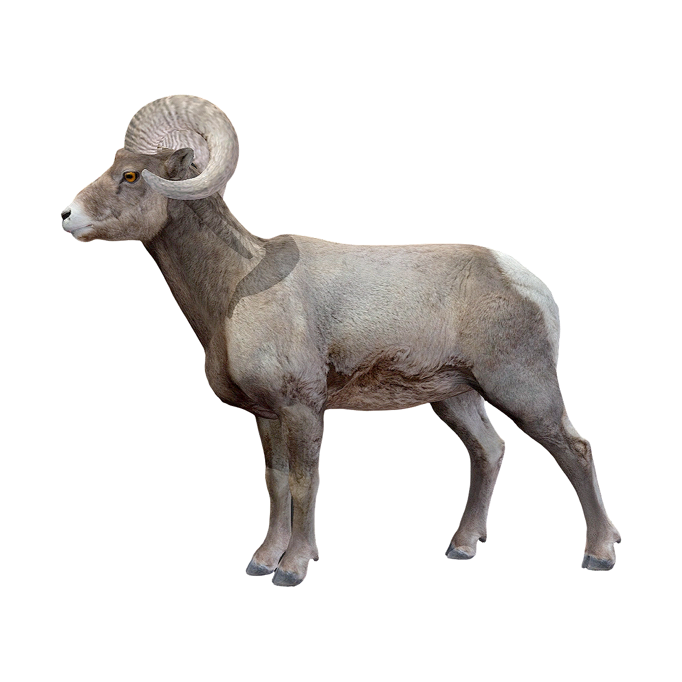 加拿大盘羊（3D动画模型）3D模型预览图，支持blend,fbx,glb,gltf,stl格式下载