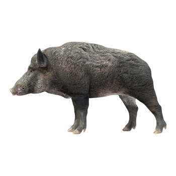 野猪（3D动画模型）