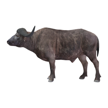 水牛（3D动画模型）
