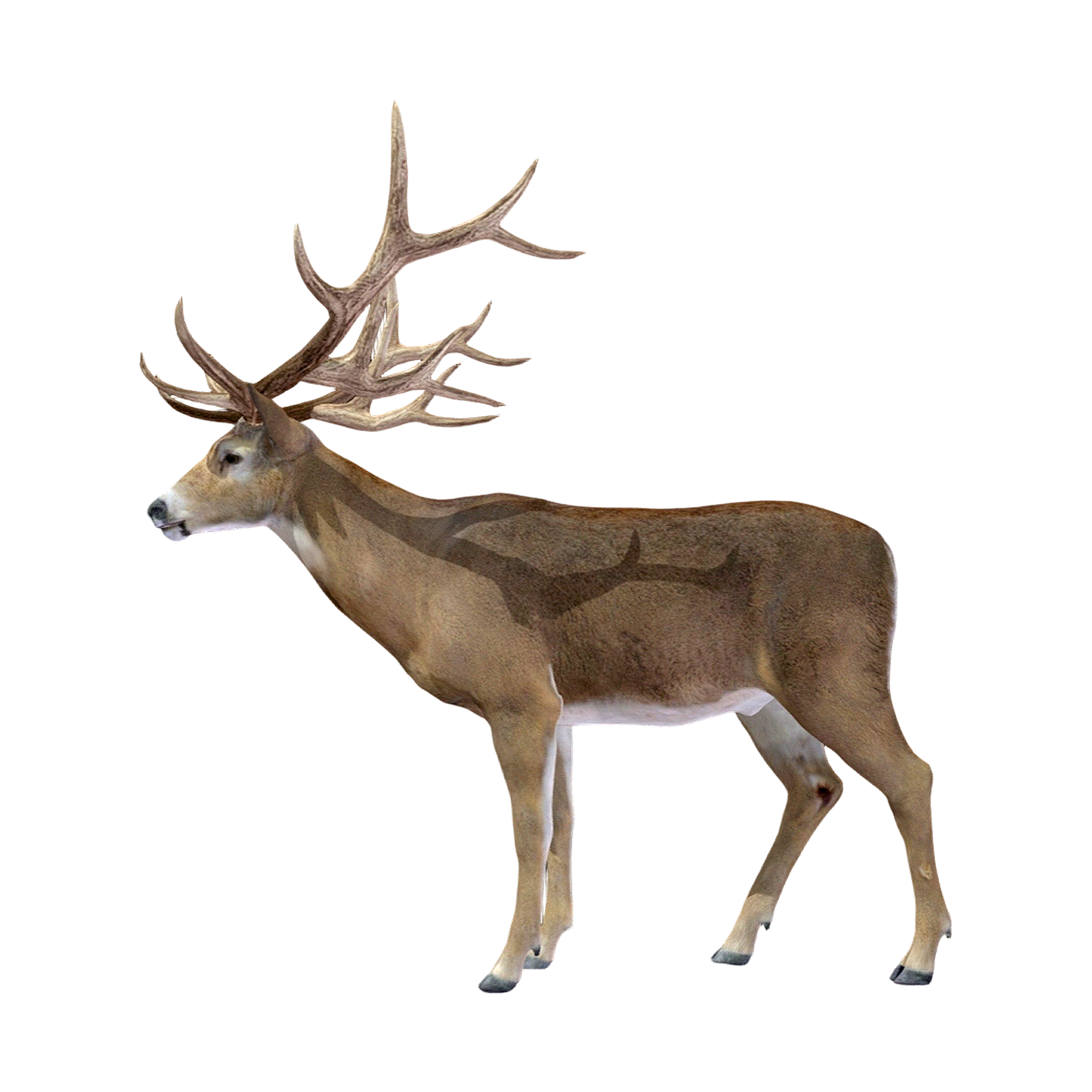 白尾鹿（3D动画模型）3D模型预览图，支持blend,fbx,glb,gltf,stl格式下载