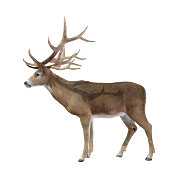 白尾鹿（3D动画模型）