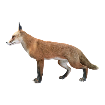 赤狐（3D动画模型）