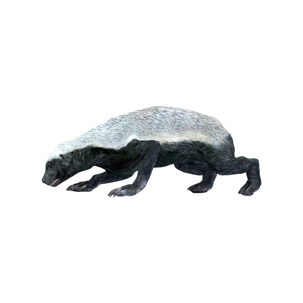 蜜獾（3D动画模型）3D模型预览图，支持stl,blend,fbx,glb,gltf格式下载