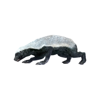 蜜獾（3D动画模型）