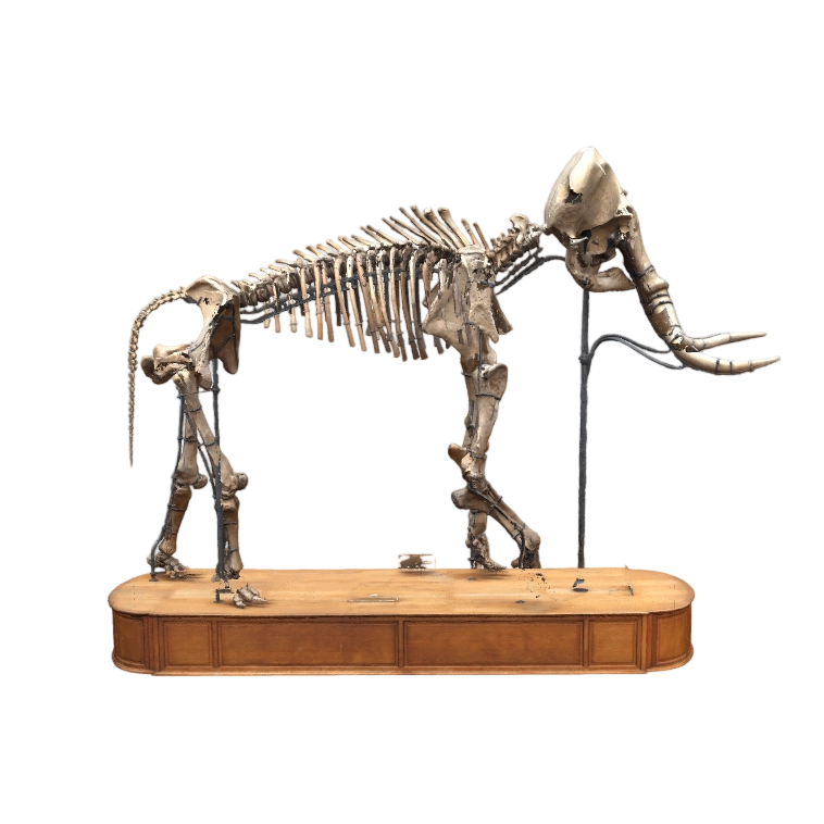 猛犸象 | Benoît,Rogez,Durfort,Mammoth,猛犸象主题设计,自然风格,质感空间,3D模型,3D打印,3D素材,obj,glTF,fbx,dae,stl,3ds,glb,usdz,3dmax,blender模型,VisionPro,3D建模,3D扫描,3d打印模型