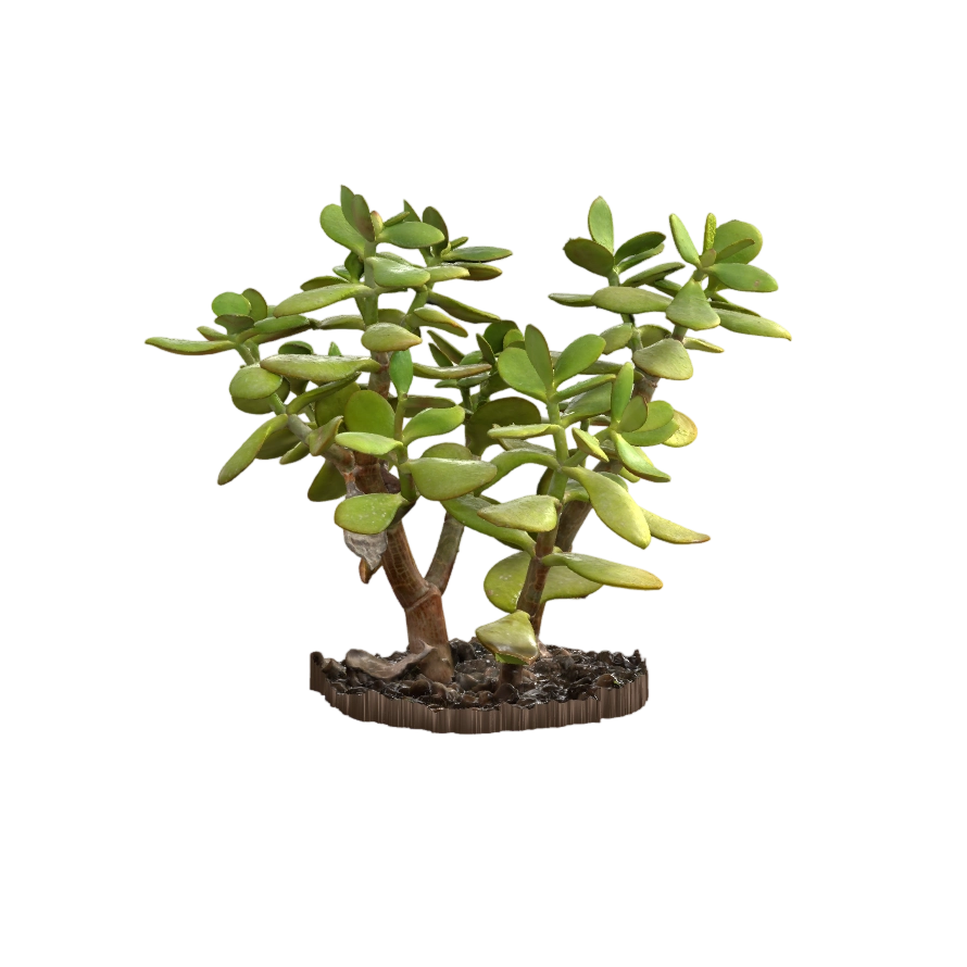 玉树 | 3D,Lassi,Kaukonen,玉树模型,多肉植物建模,翡翠景天还原,写实绿植素材,肉质植物质感,3D模型,3D打印,3D素材,obj,glTF,fbx,dae,stl,3ds,glb,usdz,3dmax,blender模型,VisionPro,3D建模,3D扫描,3d打印模型