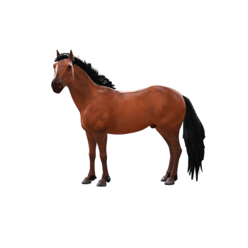 高细节棕色马