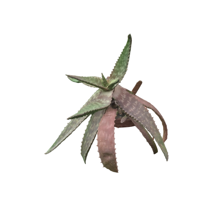 库拉索芦荟 | 肉质叶片,边缘尖齿状刺,冬末开花,伞形花序,总状花序,红黄色系花色,热带干旱植物,原产非洲,3D模型,3D打印,3D素材,obj,glTF,fbx,dae,stl,3ds,glb,usdz,3dmax,blender模型,VisionPro,3D建模,3D扫描,3d打印模型