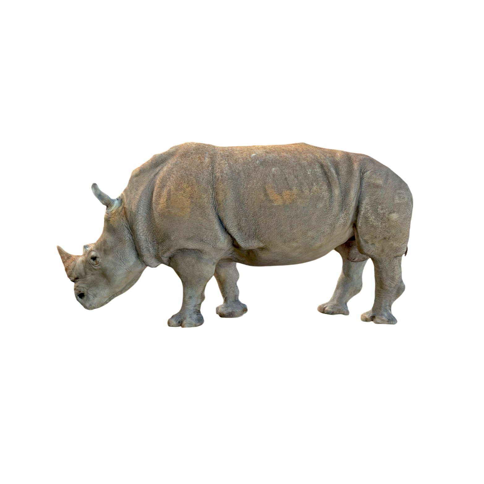 犀牛 | 3D,野生动物,Al-Deezel,犀牛模型,写实动物建模,犀牛生物特征还原,陆地哺乳动物模型,3D模型,3D打印,3D素材,obj,glTF,fbx,dae,stl,3ds,glb,usdz,3dmax,blender模型,VisionPro,3D建模,3D扫描,3d打印模型