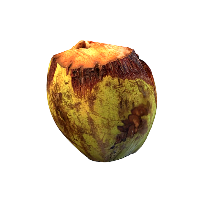 椰子 | 3D,阿曼椰子模型,trigrou,热带植物建模,椰子果实还原,地域特色植物,阿曼农业素材,椰壳纹理,3D模型,3D打印,3D素材,obj,glTF,fbx,dae,stl,3ds,glb,usdz,3dmax,blender模型,VisionPro,3D建模,3D扫描,3d打印模型