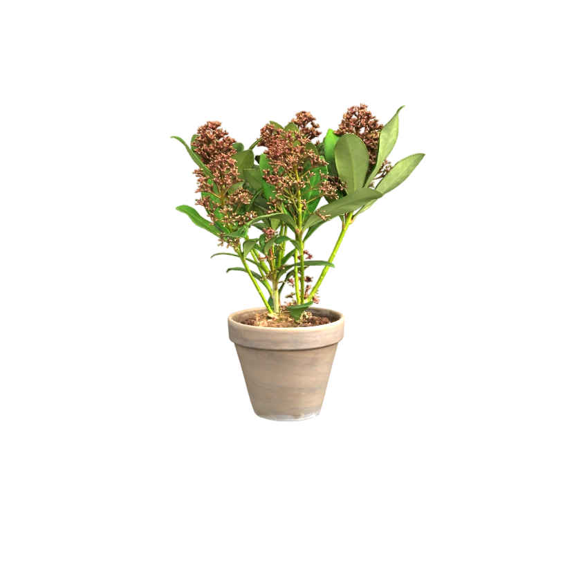 日本茵芋 | 3D,Lassi,Kaukonen,日本茵芋模型,常绿灌木建模,观赏植物还原,芸香科植物模型,3D模型,3D打印,3D素材,obj,glTF,fbx,dae,stl,3ds,glb,usdz,3dmax,blender模型,VisionPro,3D建模,3D扫描,3d打印模型