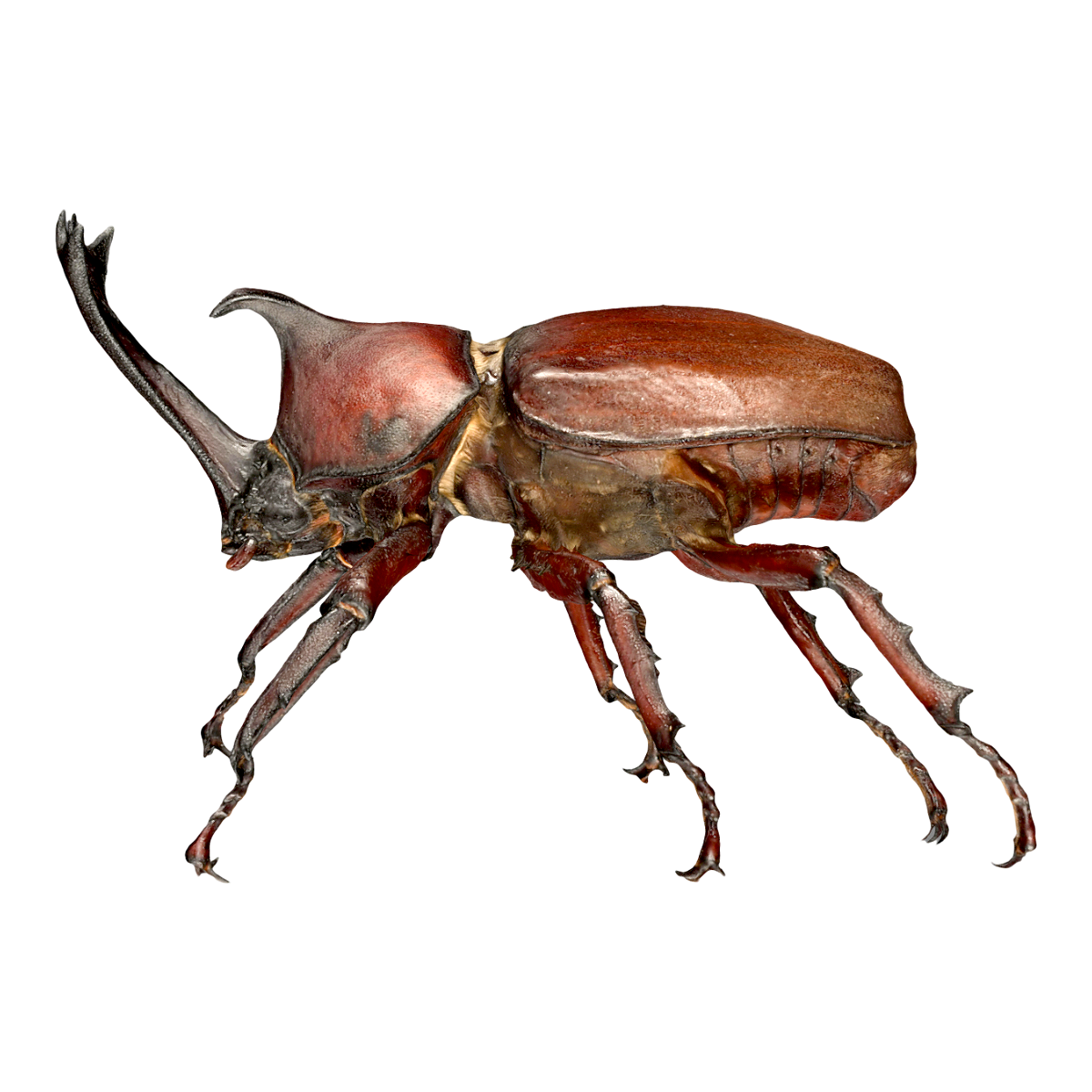犀牛甲虫（独角仙） | 昆虫,甲虫,独角仙,犀牛甲虫,双叉犀金龟,昆虫3D,3D模型,3D打印,3D素材,obj,glTF,fbx,dae,stl,3ds,glb,usdz,3dmax,blender模型,VisionPro,3D建模,3D扫描,3d打印模型