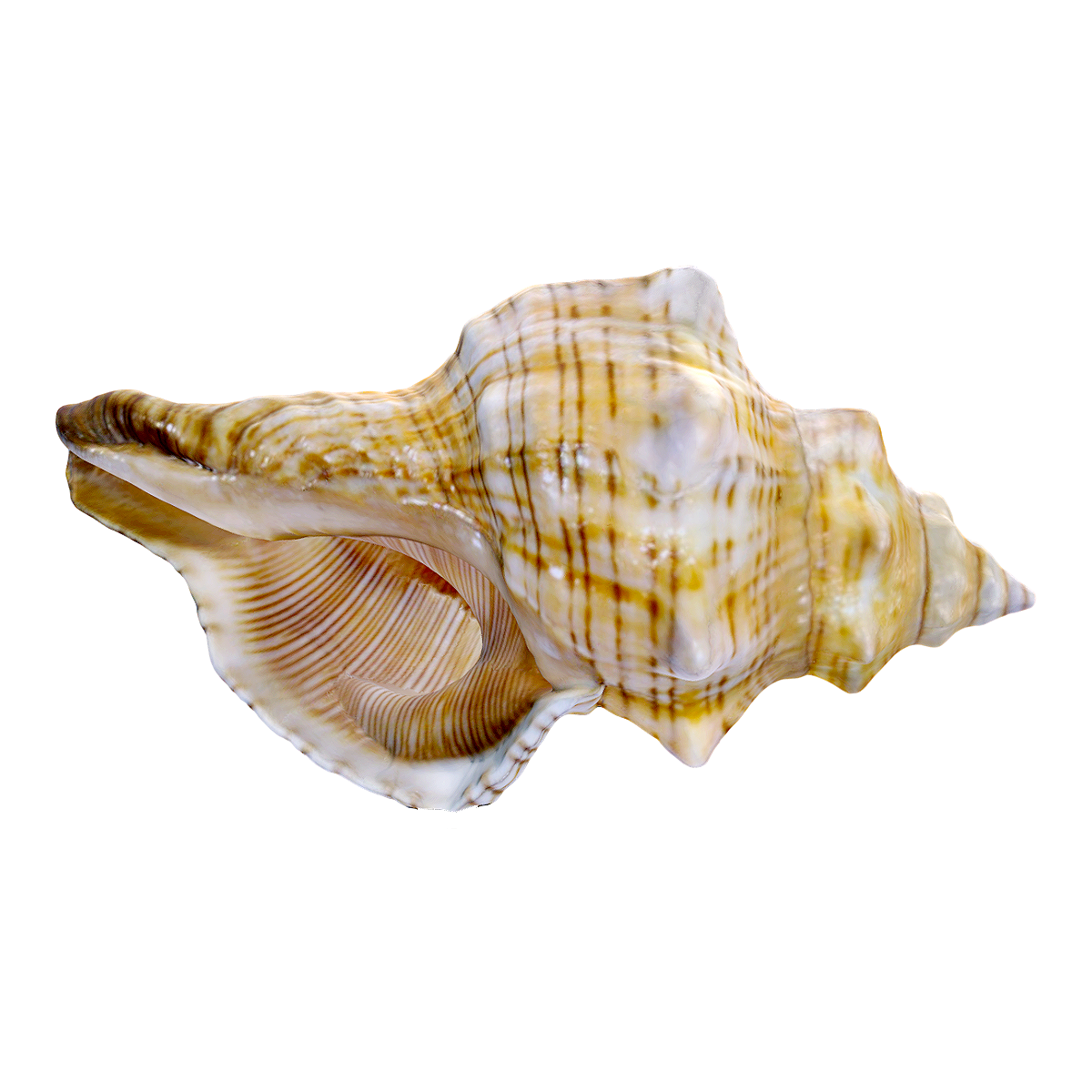 赤旋螺 | 海螺,贝壳,螺,赤旋螺,大赤旋螺,赤旋螺百科,赤旋螺图片,天王赤旋螺,赤旋螺可以吃吗,海螺种类大全,3D模型,3D打印,3D素材,obj,glTF,fbx,dae,stl,3ds,glb,usdz,3dmax,blender模型,VisionPro,3D建模,3D扫描,3d打印模型