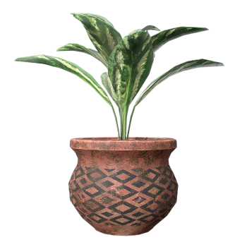 花叶万年青盆栽