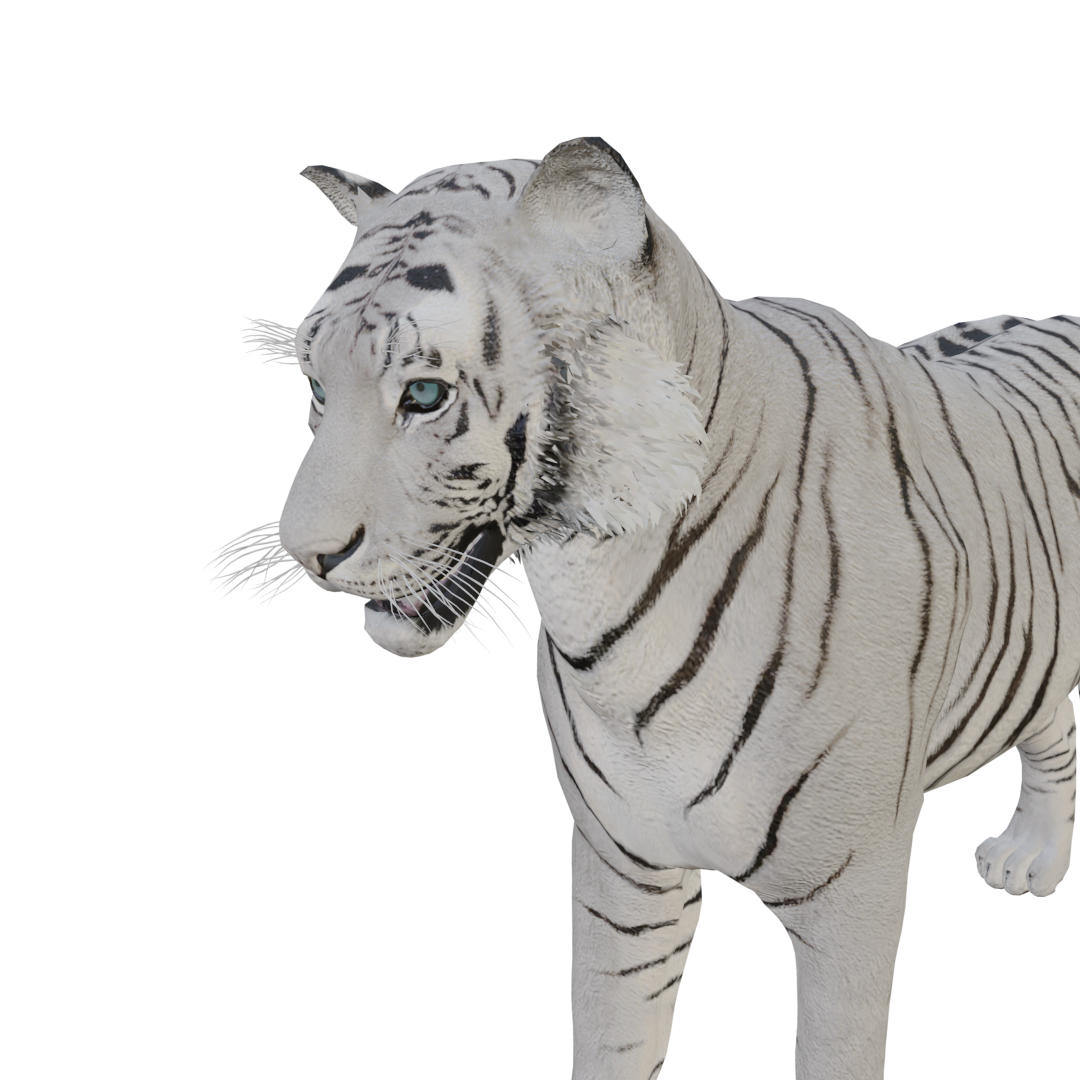 动物园写实凶猛白虎3D模型 | 写实,动画,动物,野生动物,食肉动物,白虎,凶猛,3D模型,3D打印,3D素材,obj,glTF,fbx,dae,stl,3ds,glb,usdz,3dmax,blender模型,VisionPro,3D建模,3D扫描,3d打印模型