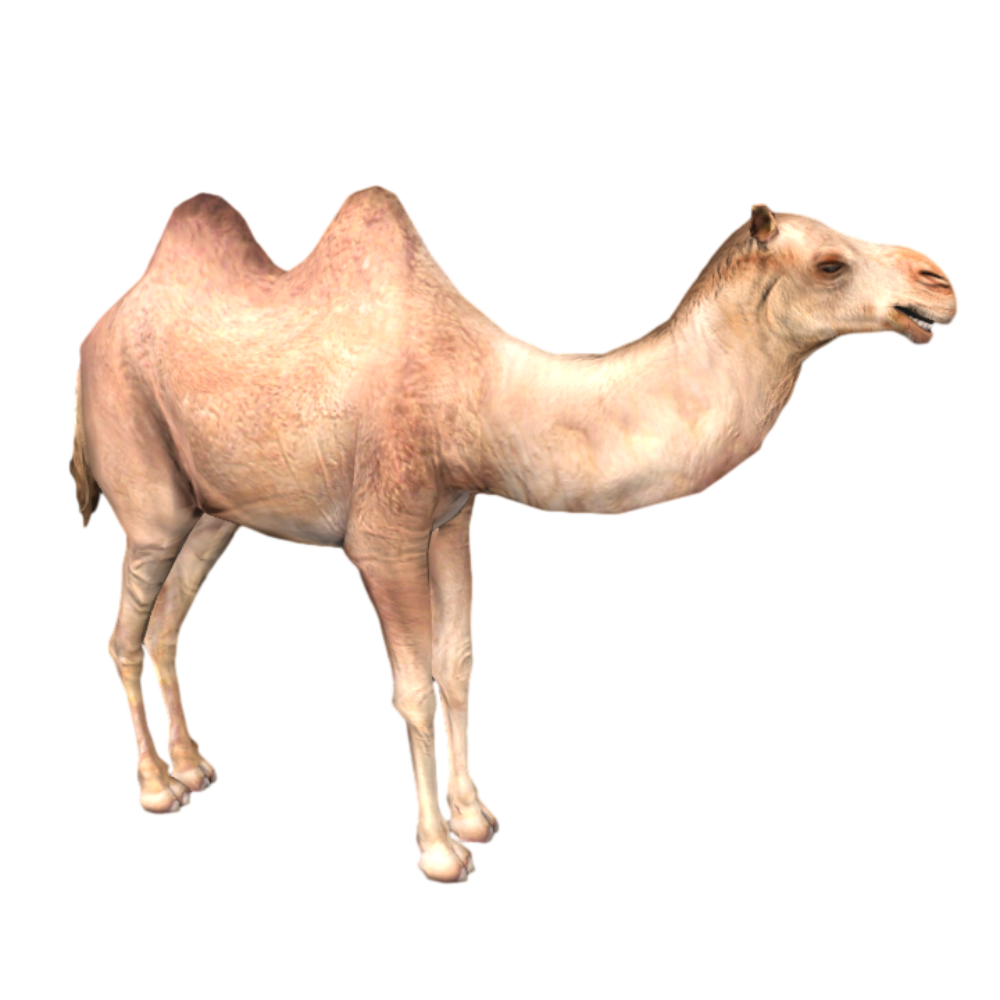 写实沙漠骆驼AR动画3D模型 | 动物,哺乳动物,次世代,骆驼,沙漠,驼峰,双峰骆驼,沙漠骆驼,双驼峰,3D模型,3D打印,3D素材,obj,glTF,fbx,dae,stl,3ds,glb,usdz,3dmax,blender模型,VisionPro,3D建模,3D扫描,3d打印模型