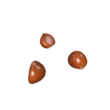 板栗栗子生鲜果蔬3D模型