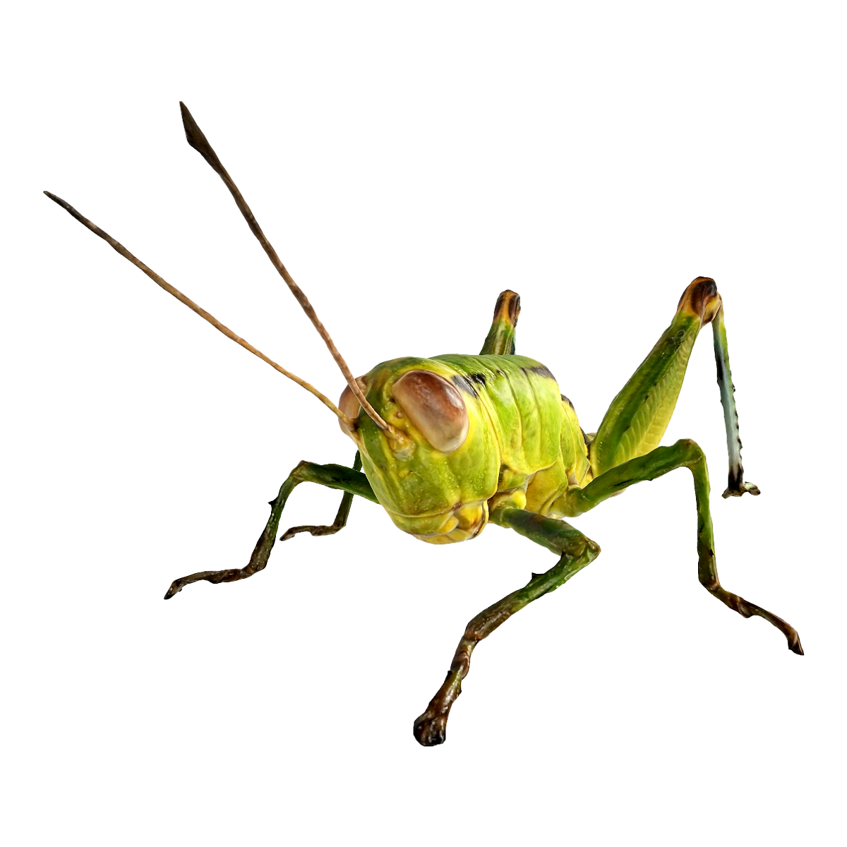 蝗虫