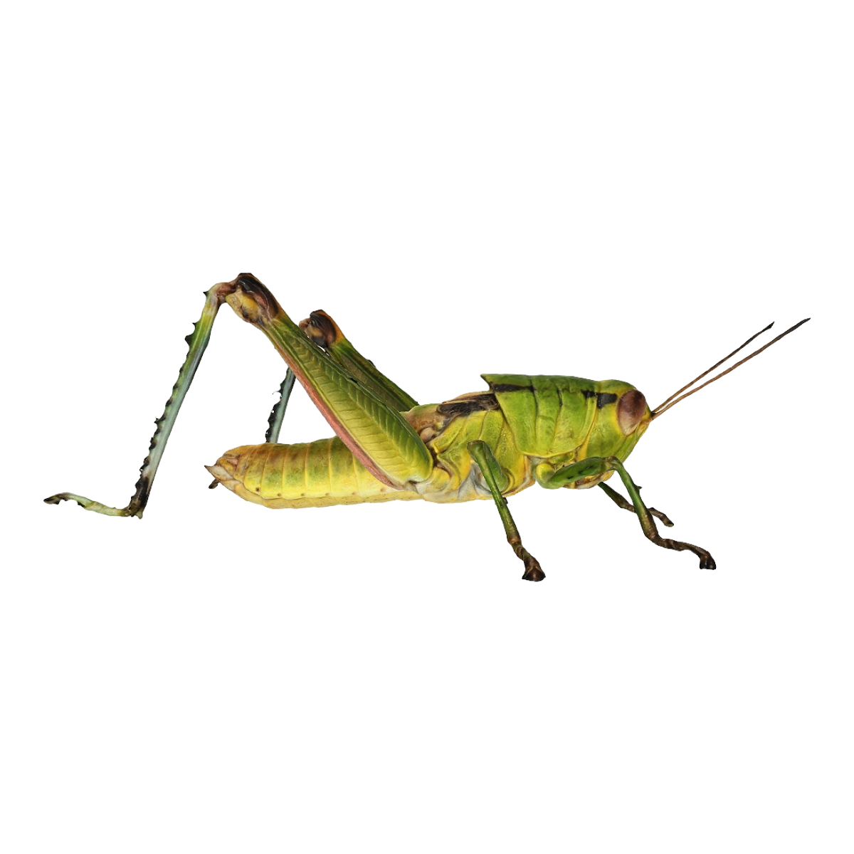 蝗虫