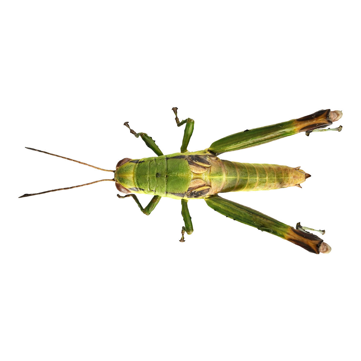 蝗虫