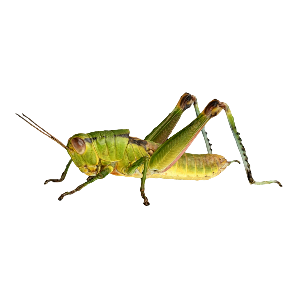 蝗虫
