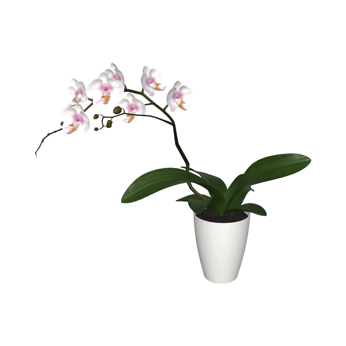 家养客厅阳台蝴蝶兰鲜花 | 摆件,阳台,室内,客厅,鲜花,清新,家养,蝴蝶兰,鲜花3D模型,花艺,3D模型,3D打印,3D素材,obj,glTF,fbx,dae,stl,3ds,glb,usdz,3dmax,blender模型,VisionPro,3D建模,3D扫描,3d打印模型