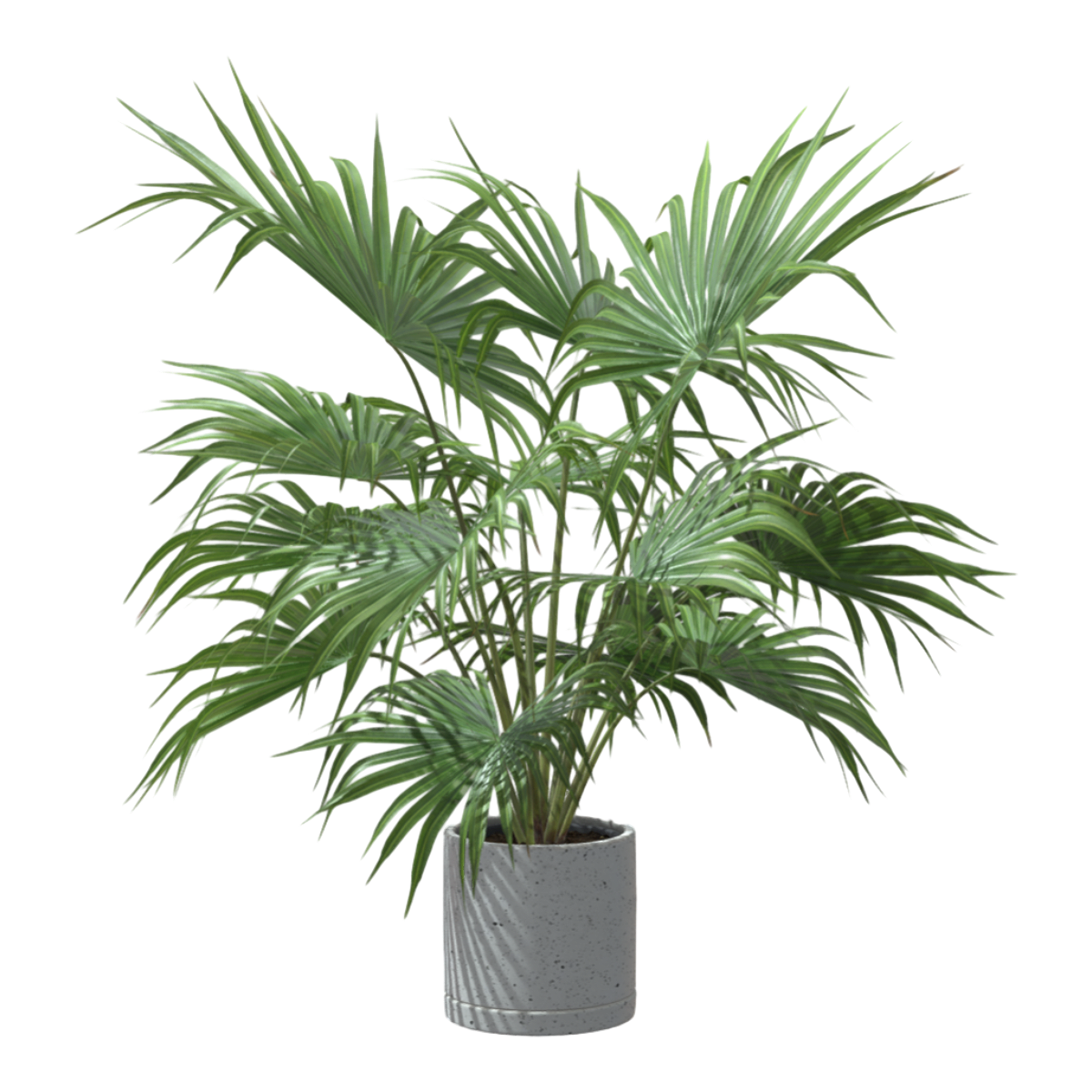 庭院花园绿植琼棕盆栽 | 盆栽,植物,绿植,盆栽3D模型,室外植物,观赏植物,户外盆栽,庭院盆栽,花园绿植,琼棕盆栽,3D模型,3D打印,3D素材,obj,glTF,fbx,dae,stl,3ds,glb,usdz,3dmax,blender模型,VisionPro,3D建模,3D扫描,3d打印模型