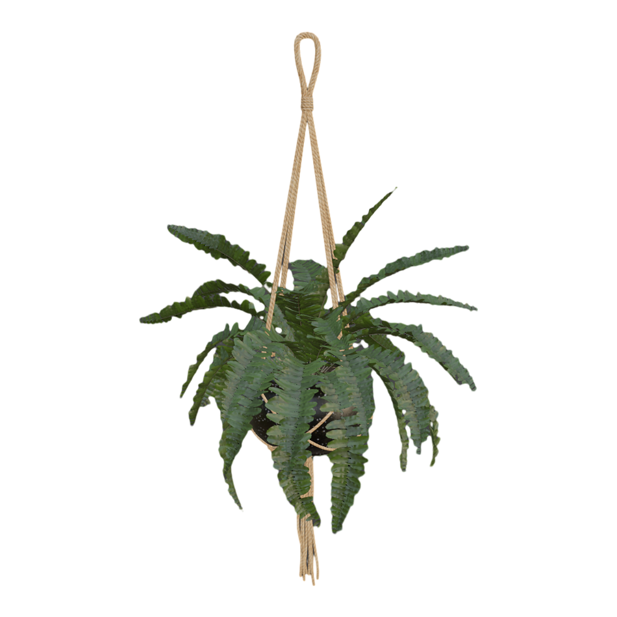 室内清新悬吊肾蕨盆栽 | 盆栽,植物,室内装饰,绿植,盆栽3D模型,室内盆栽,清新绿植,悬吊盆栽,肾蕨,肾蕨盆栽,3D模型,3D打印,3D素材,obj,glTF,fbx,dae,stl,3ds,glb,usdz,3dmax,blender模型,VisionPro,3D建模,3D扫描,3d打印模型