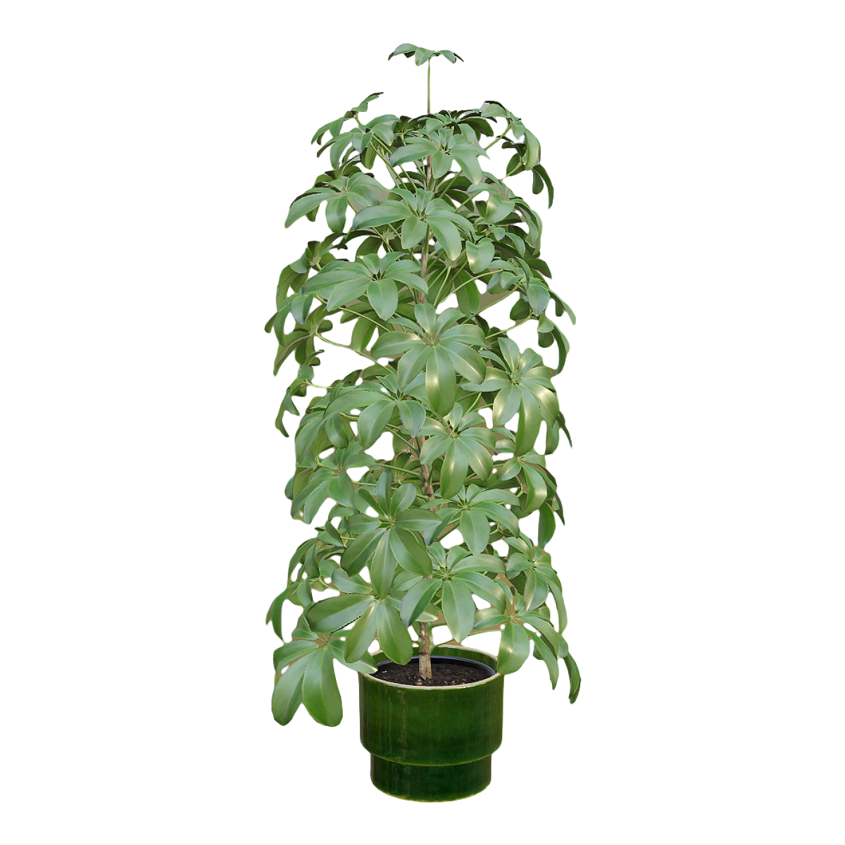 室内清新装饰绿植鹅掌藤盆栽 | 盆栽,植物,绿植,盆栽3D模型,室内盆栽,装饰植物,大型盆栽,清新绿植,鹅掌藤,鹅掌藤盆栽,3D模型,3D打印,3D素材,obj,glTF,fbx,dae,stl,3ds,glb,usdz,3dmax,blender模型,VisionPro,3D建模,3D扫描,3d打印模型