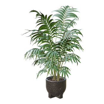 室内清新装饰大型绿植散尾葵盆栽