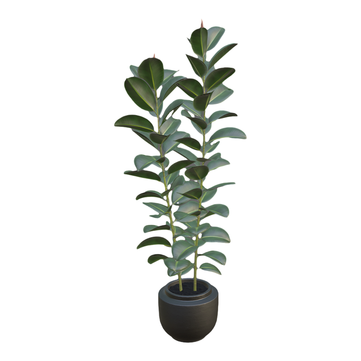 庭院花园室外装饰绿植印度榕盆栽