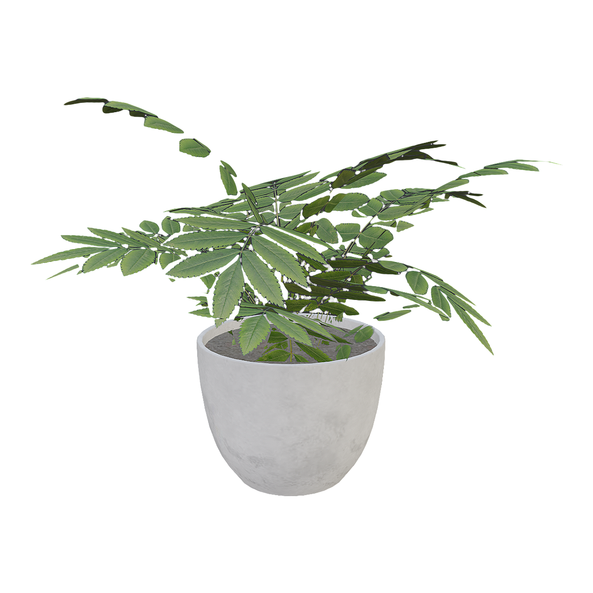 室内清新装饰苦楝盆栽 | 盆栽,植物,绿植,盆栽3D模型,室内盆栽,装饰植物,小型盆栽,清新绿植,苦楝,苦楝盆栽,3D模型,3D打印,3D素材,obj,glTF,fbx,dae,stl,3ds,glb,usdz,3dmax,blender模型,VisionPro,3D建模,3D扫描,3d打印模型