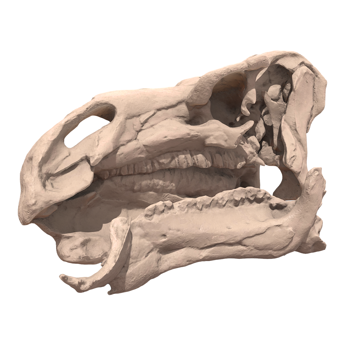早期白垩纪时期化石  鬣蜥龙头骨化石 | 头骨,恐龙,鬣蜥龙,头骨化石,鬣蜥龙头骨化石,化石,恐龙化石,化石3D模型,鬣蜥龙化石,白垩纪恐龙化石,3D模型,3D打印,3D素材,obj,glTF,fbx,dae,stl,3ds,glb,usdz,3dmax,blender模型,VisionPro,3D建模,3D扫描,3d打印模型