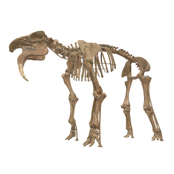  恐兽化石骨架，维也纳自然历史博物馆的化石标本 