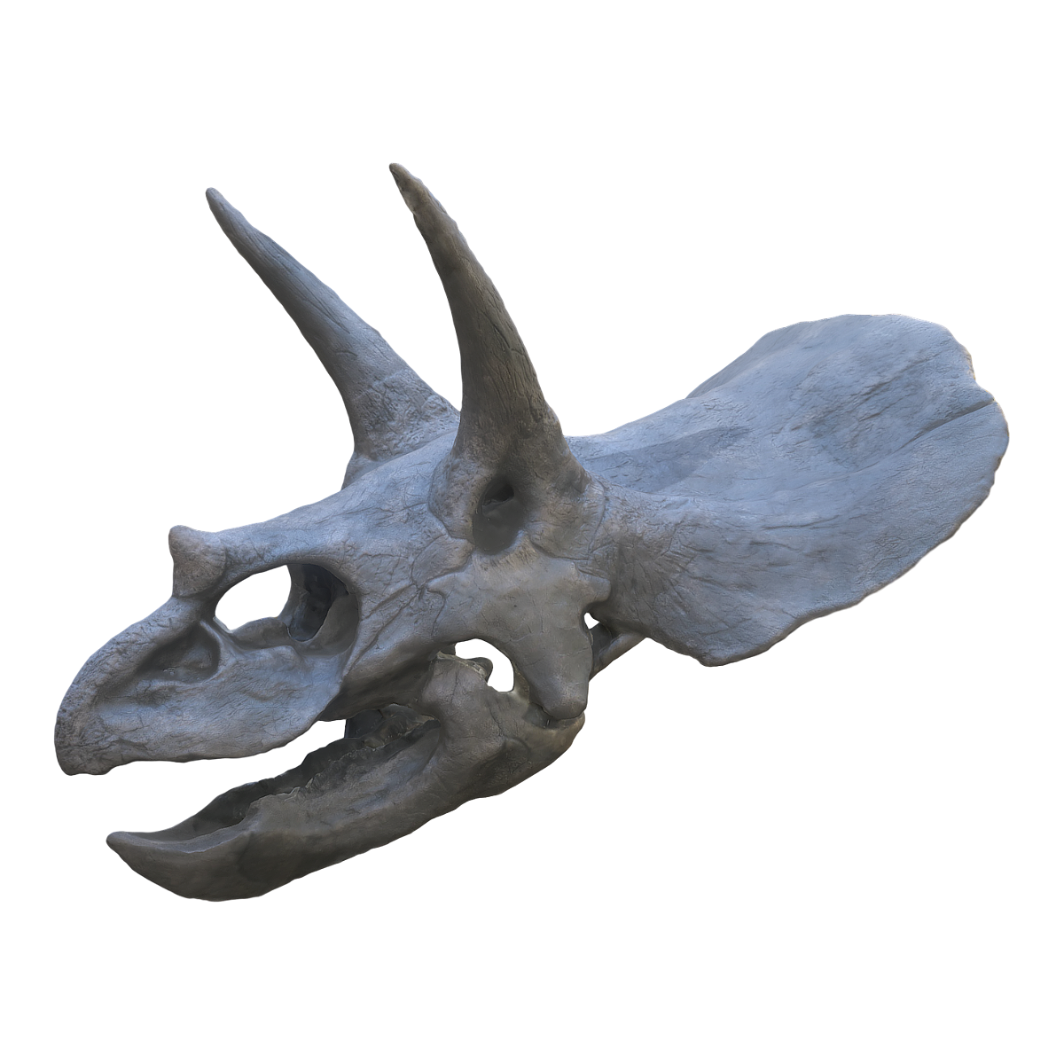 三角龙头骨化石 牛津大学自然历史博物馆的化石 | 三角龙,博物馆藏品,化石,恐龙化石,化石3D模型,三角龙头骨化石,牛津大学自然历史博物馆,三角龙化石,三角龙头骨,三角龙标本,3D模型,3D打印,3D素材,obj,glTF,fbx,dae,stl,3ds,glb,usdz,3dmax,blender模型,VisionPro,3D建模,3D扫描,3d打印模型