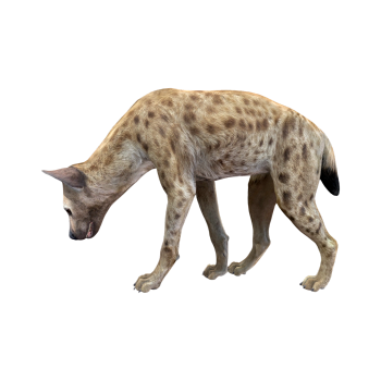 鬣狗（3D动画模型）