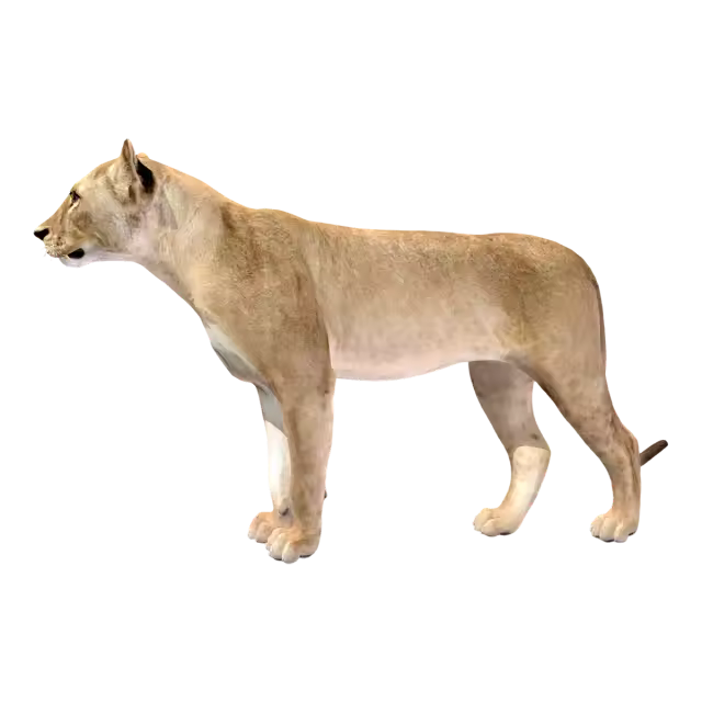 狮子（3D动画模型）模型预览图