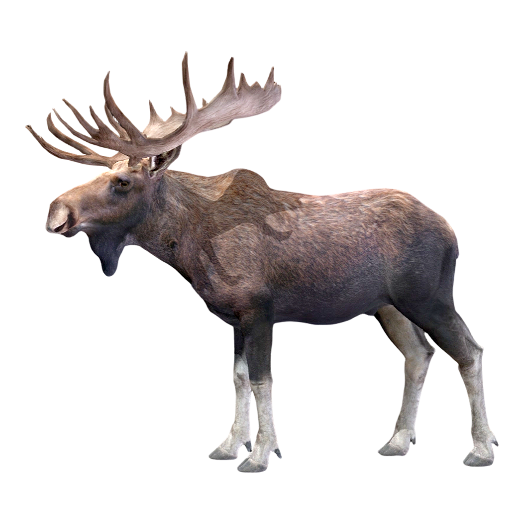 驼鹿（3D动画模型）3D模型预览图，支持blend,fbx,glb,gltf,stl格式下载