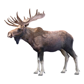 驼鹿（3D动画模型）