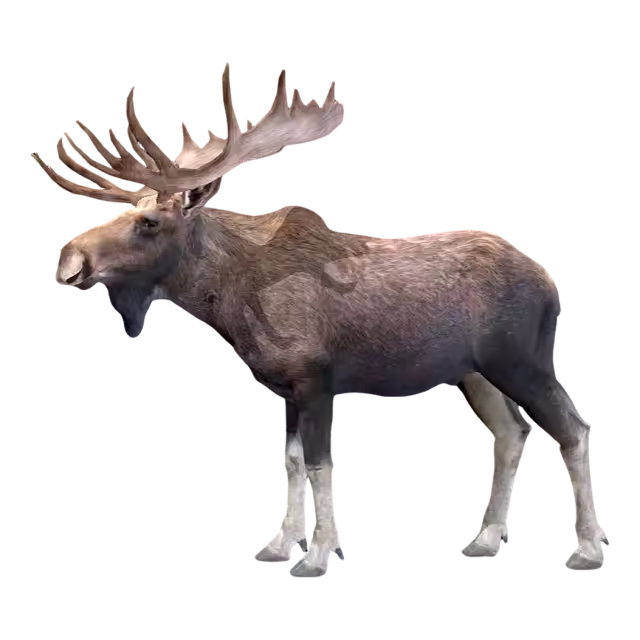 驼鹿（3D动画模型）模型预览图