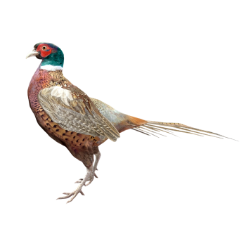 环颈雉（3D动画模型）