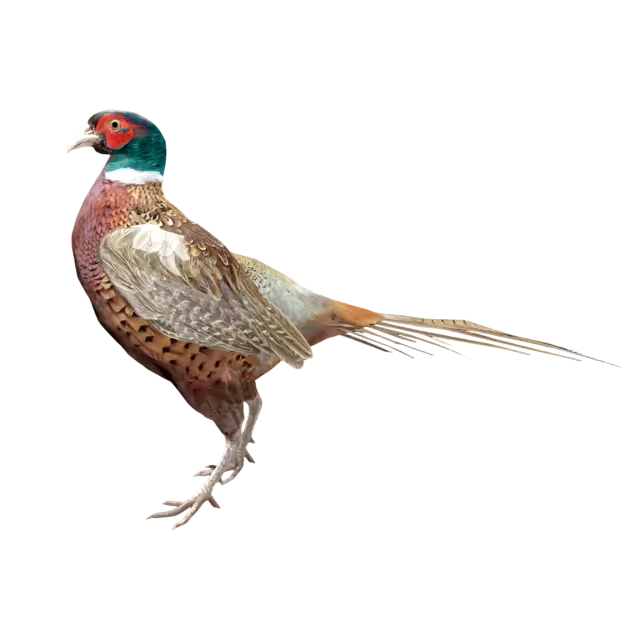 环颈雉（3D动画模型）模型预览图