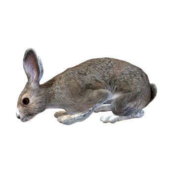 野兔（3D动画模型）