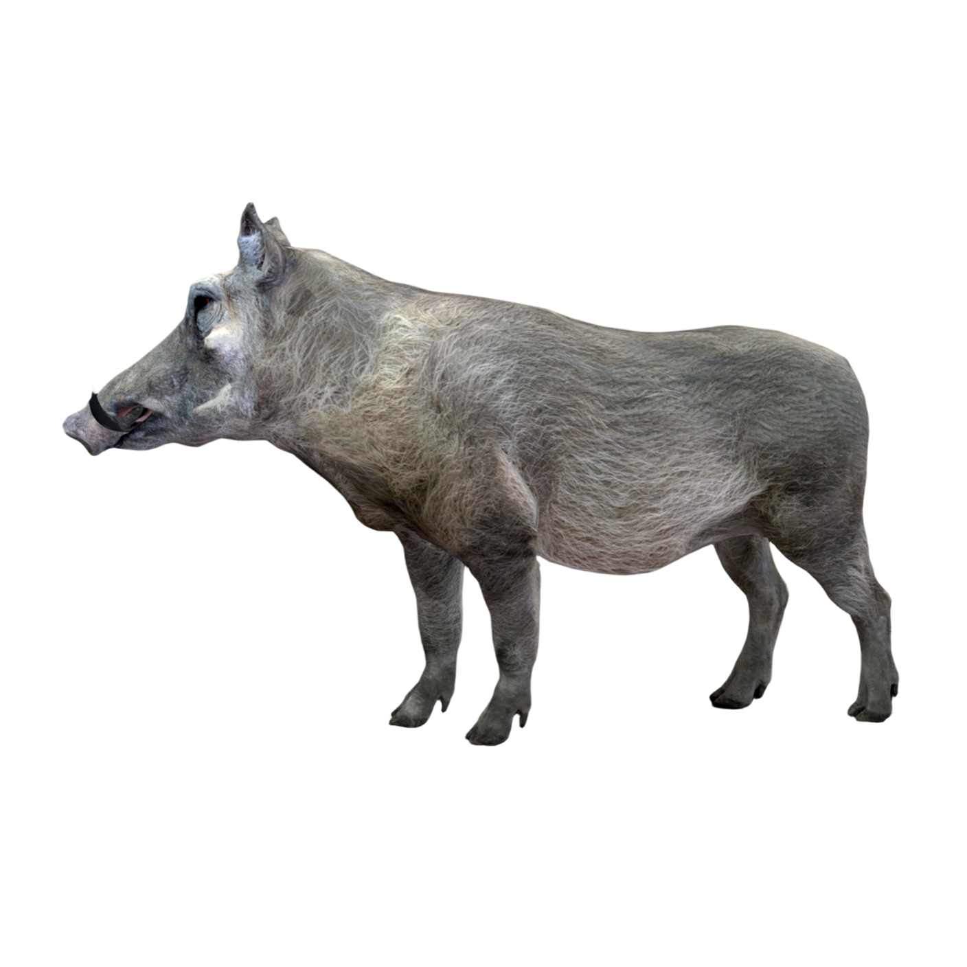 野猪（3D动画模型）3D模型预览图，支持blend,fbx,glb,gltf,stl格式下载