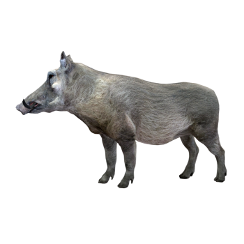 野猪（3D动画模型）