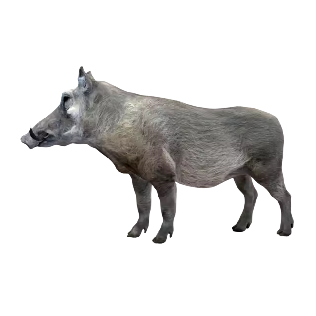 野猪（3D动画模型）模型预览图