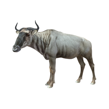 角马（3D动画模型）